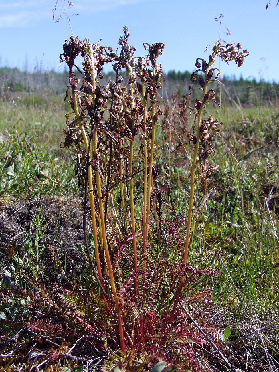 Изображение особи Pedicularis nasuta.