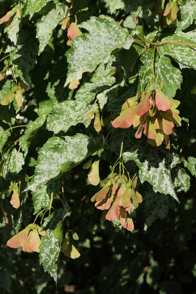 Image of Acer ginnala specimen.