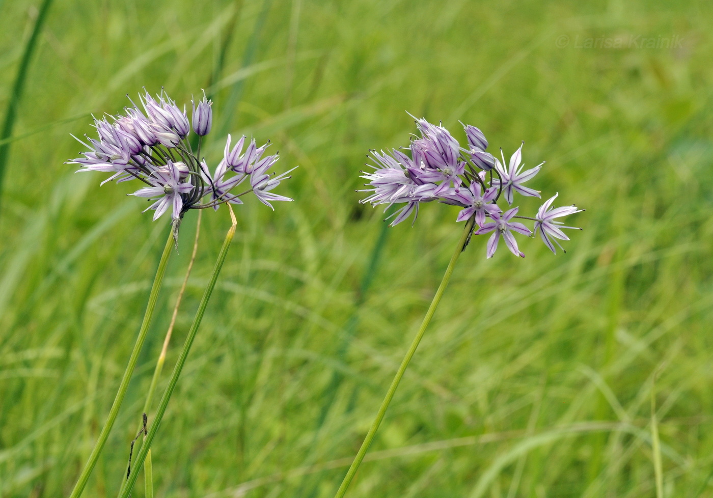 Image of Allium maximowiczii specimen.