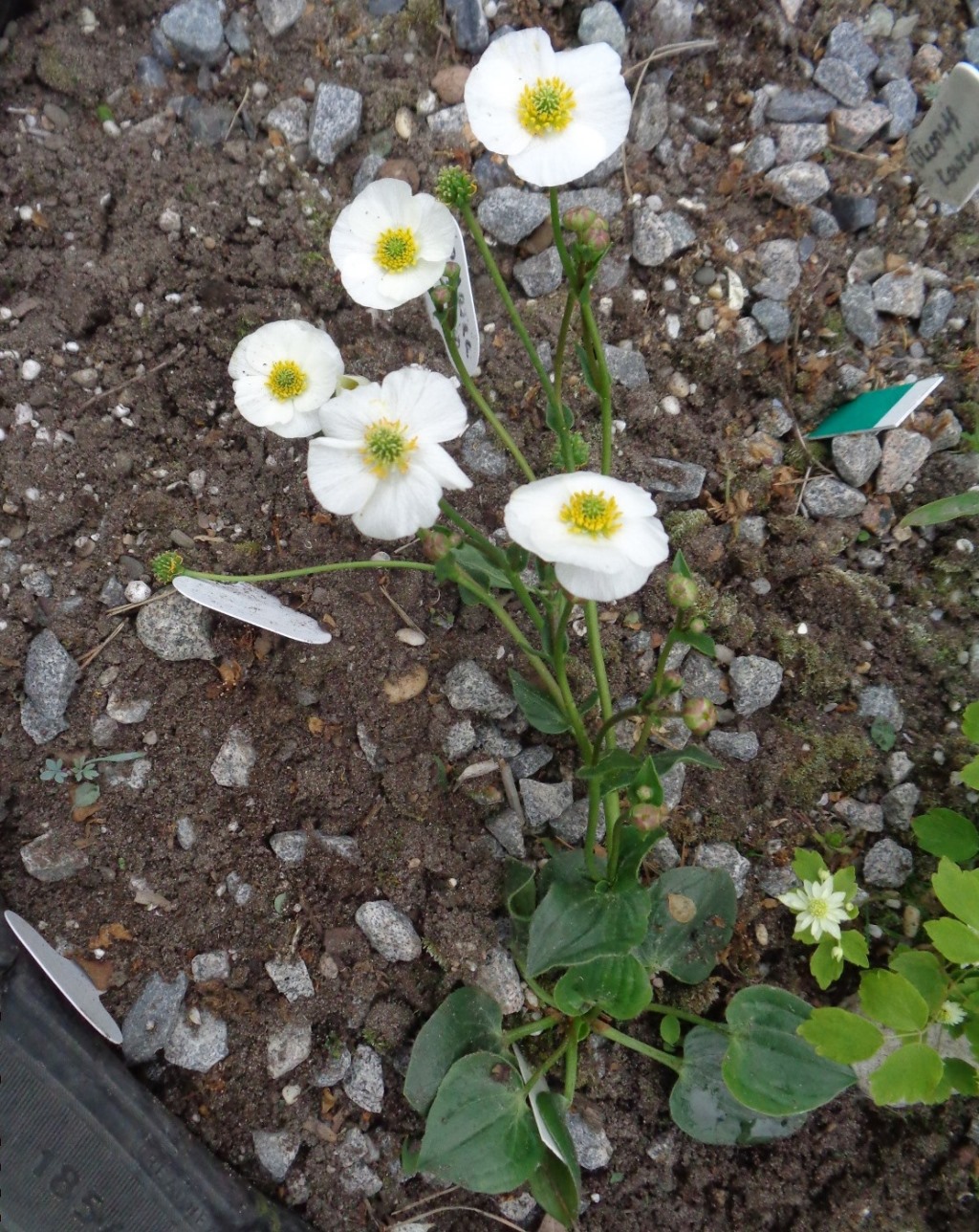 Image of Ranunculus parnassifolius specimen.