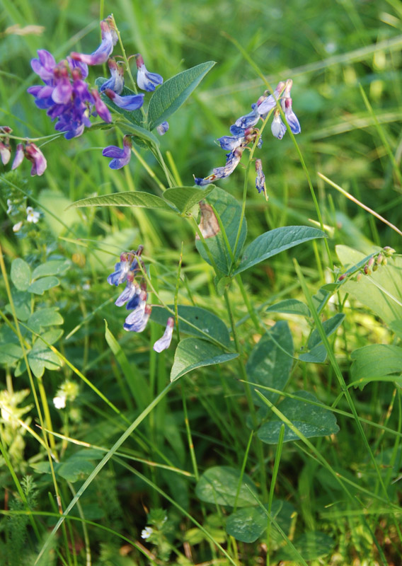 Изображение особи Vicia unijuga.