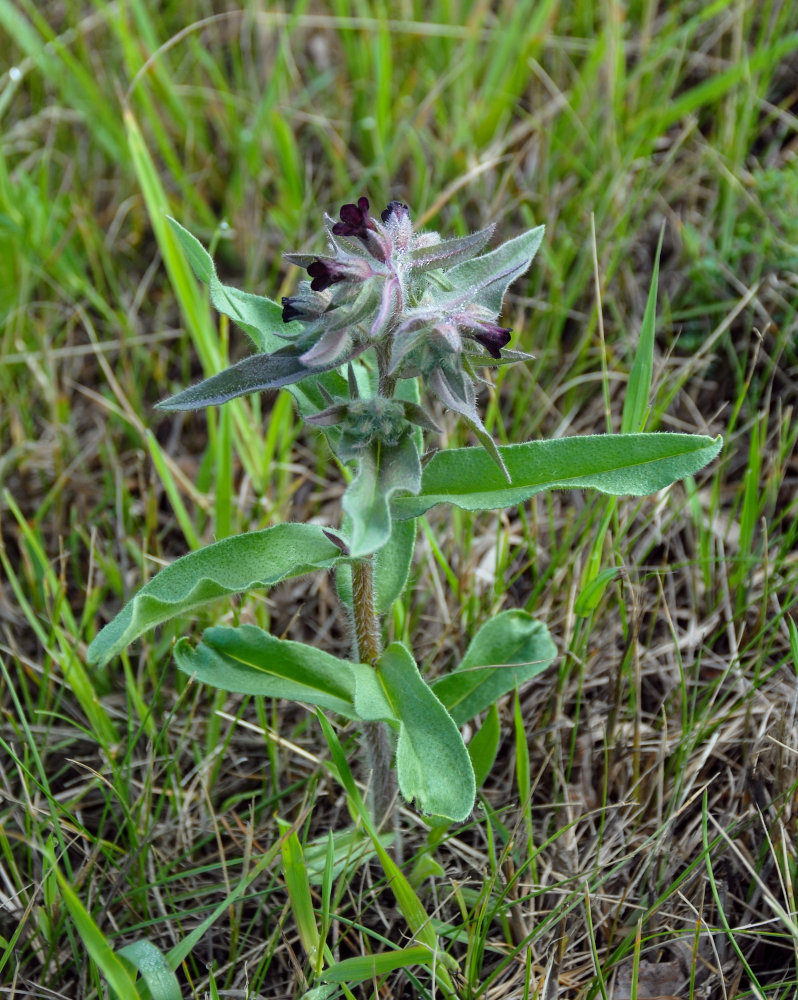 Image of Nonea rossica specimen.