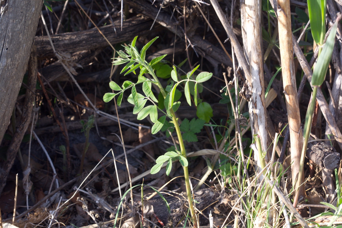 Изображение особи род Glycyrrhiza.