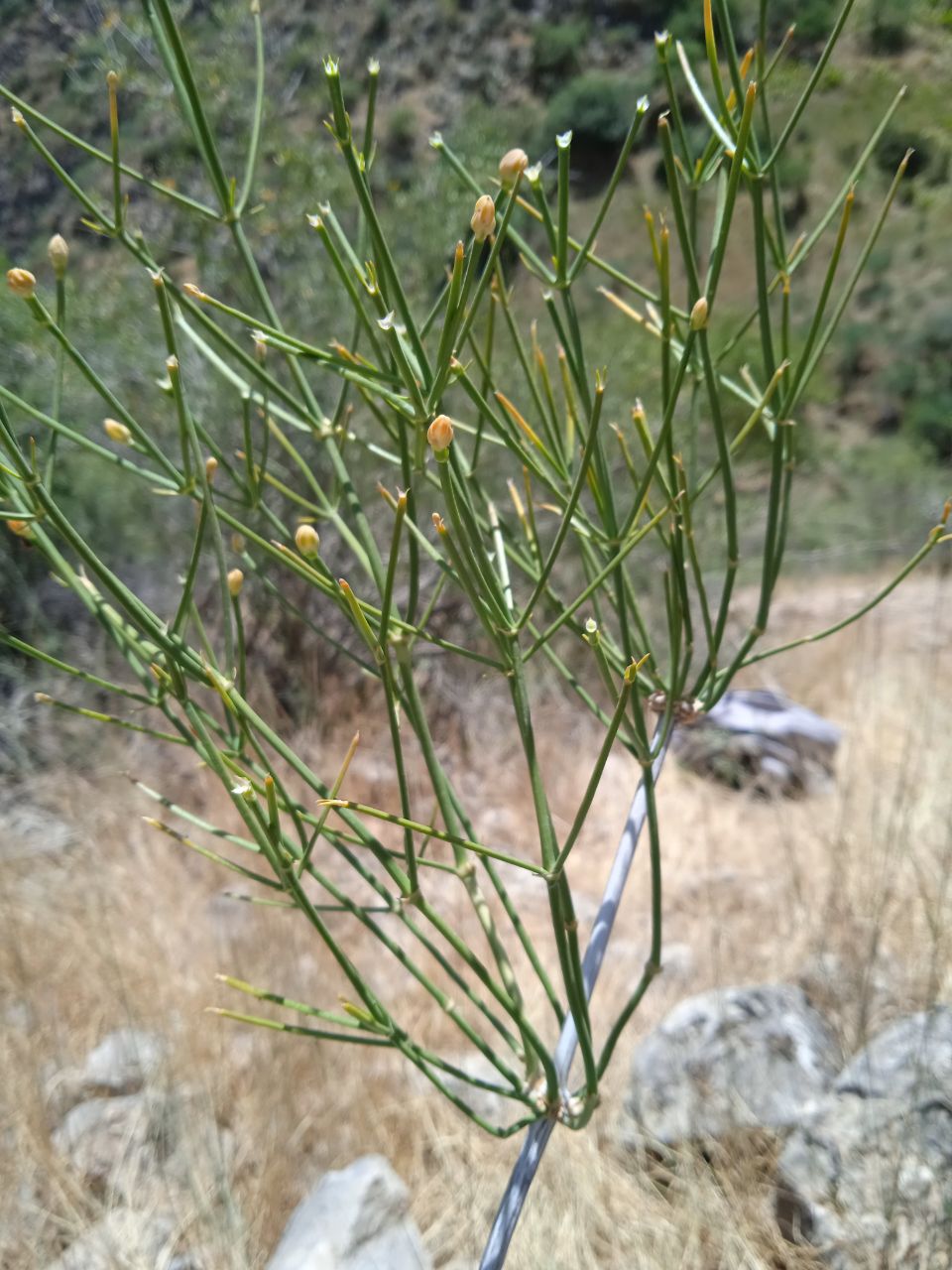 Изображение особи Ephedra kokanica.