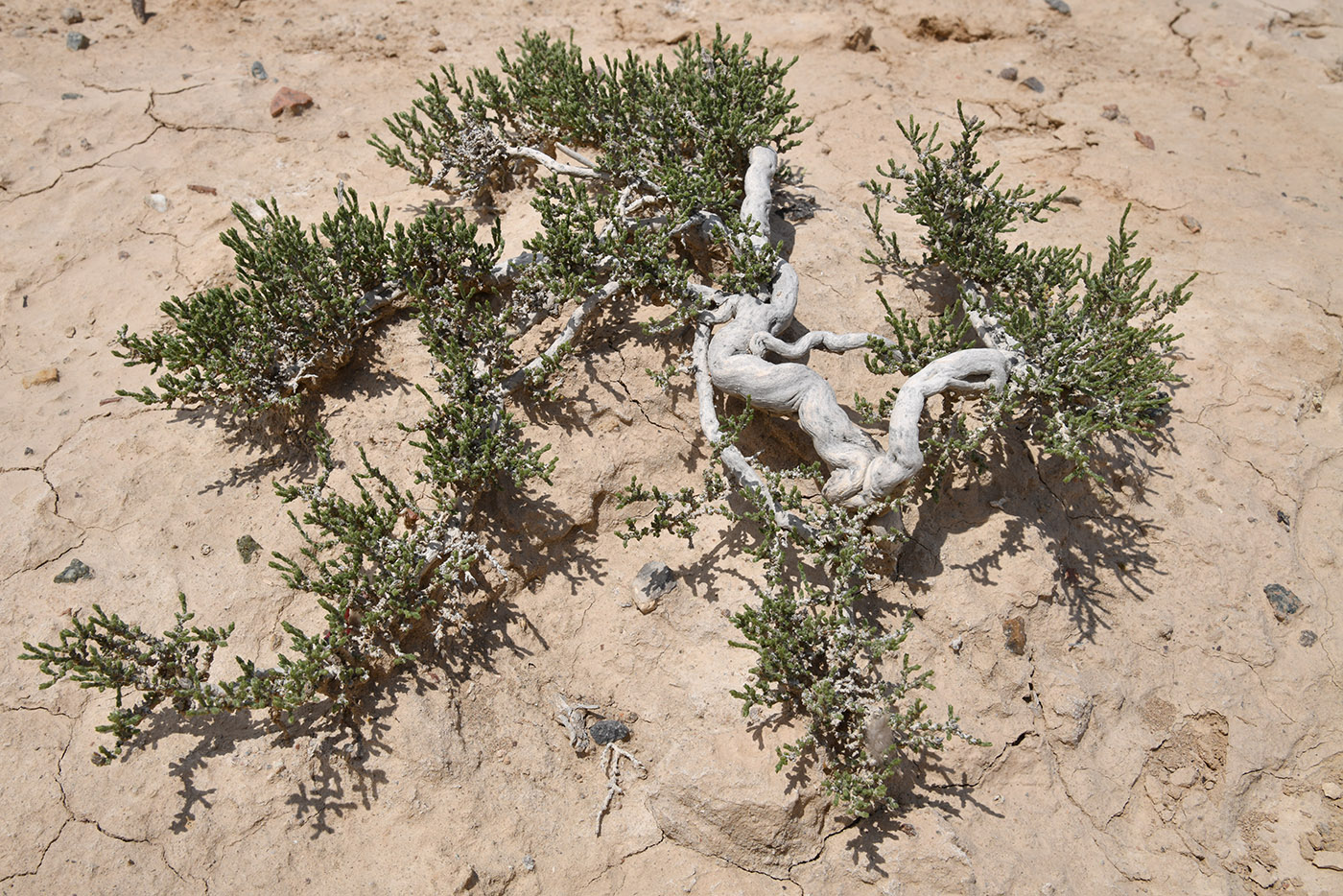 Image of familia Chenopodiaceae specimen.