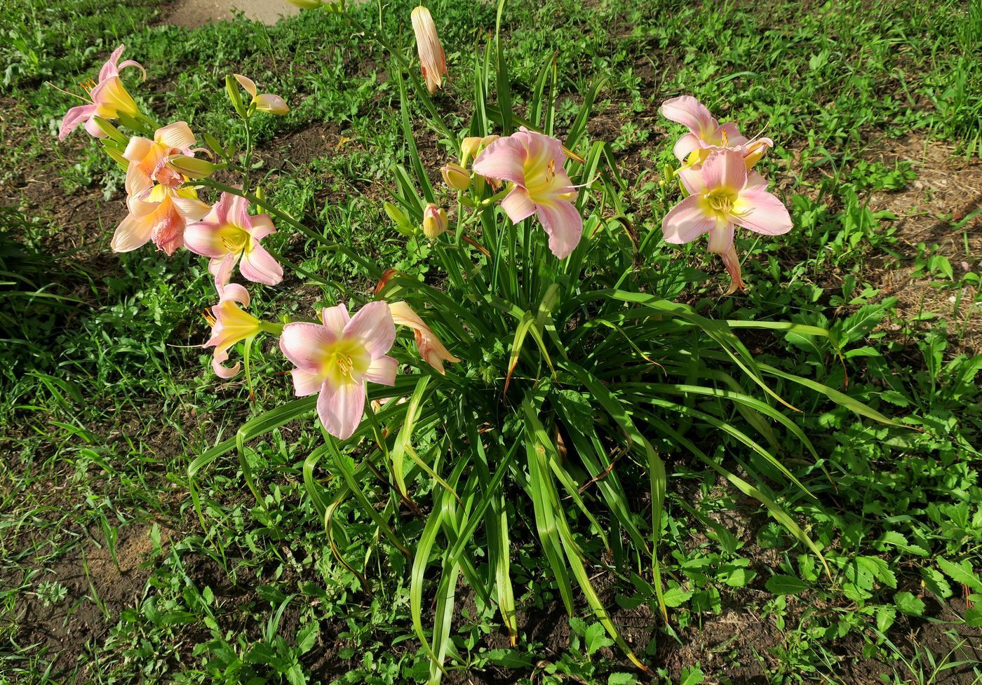 Изображение особи Hemerocallis &times; hybrida.