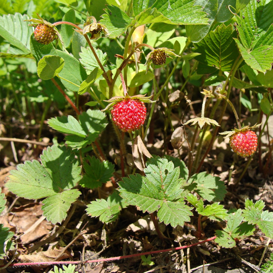 Image of Fragaria orientalis specimen.