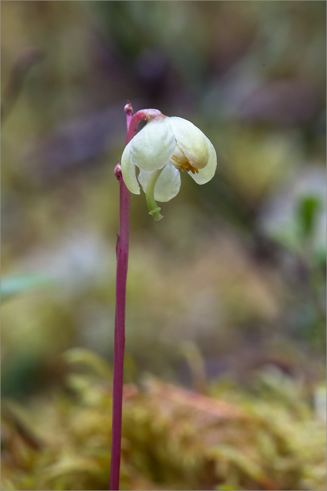 Изображение особи Pyrola chlorantha.