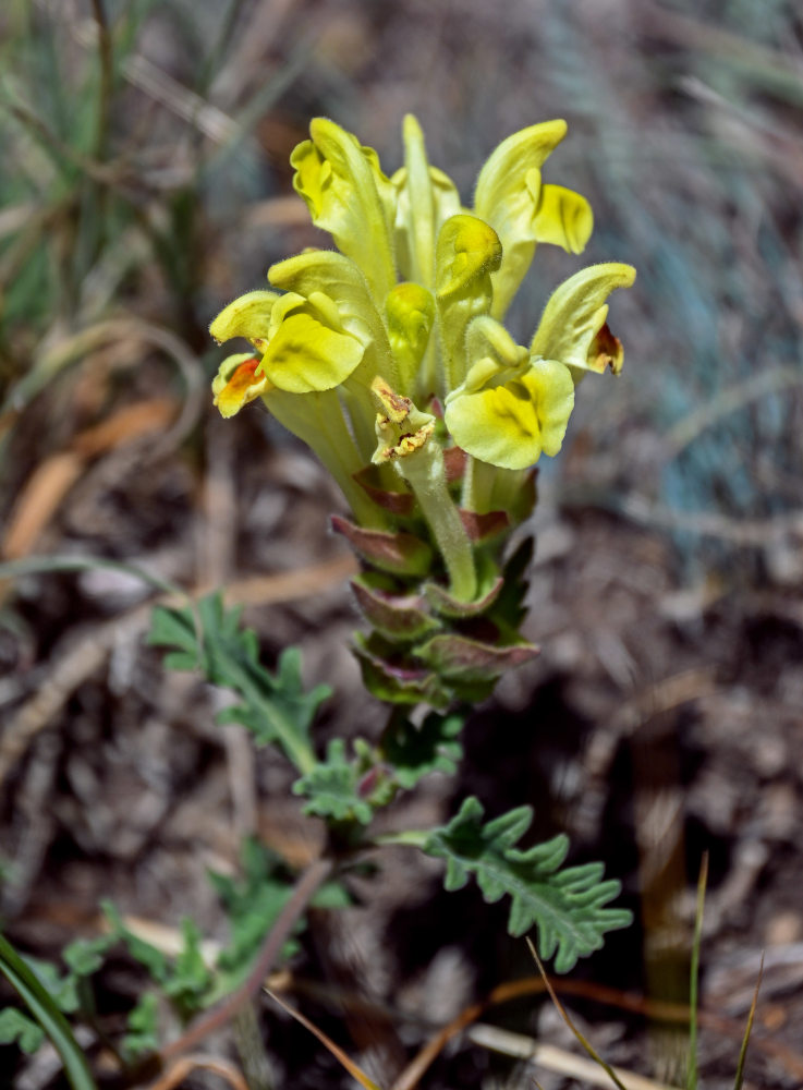 Image of Scutellaria sosnovskyi specimen.