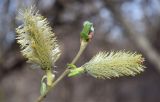 Salix caprea. Верхушка побега с мужскими соцветиями. Узбекистан, г. Ташкент, Ботанический сад им. Ф.Н. Русанова, в культуре. 23.03.2024.