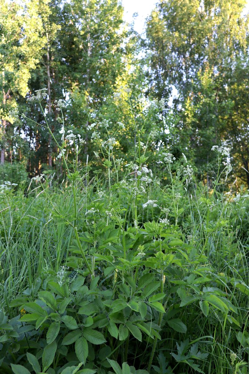 Image of Chaerophyllum aromaticum specimen.