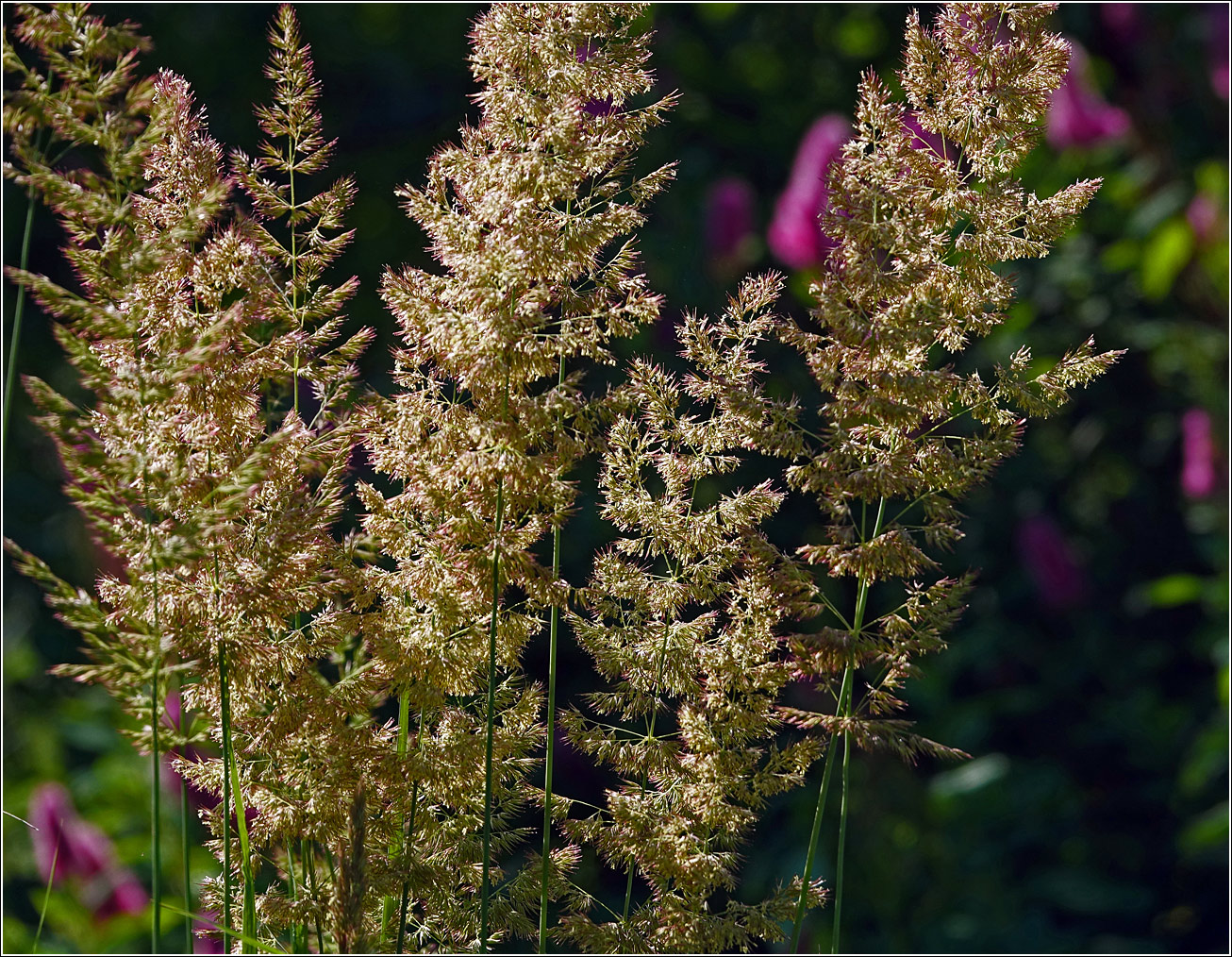 Image of Calamagrostis epigeios specimen.