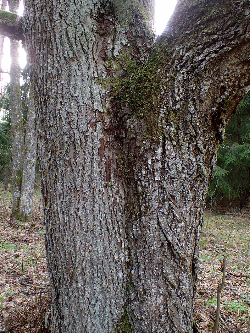 Image of genus Tilia specimen.