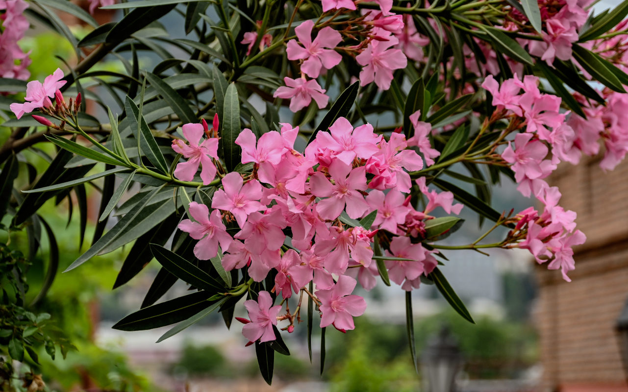 Изображение особи Nerium oleander.