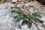 Astragalus tibetanus. Цветущее растение. Таджикистан, Горно-Бадахшанская автономная обл., Рушанский р-н, хр. Северо-Аличурский, Ирхтские горы, Сарезское оз., Ирхтский залив, дол. р. Лянгар, мелкозёмистый сильно увлажнённый берег ручья. 27 июня 2024 г.