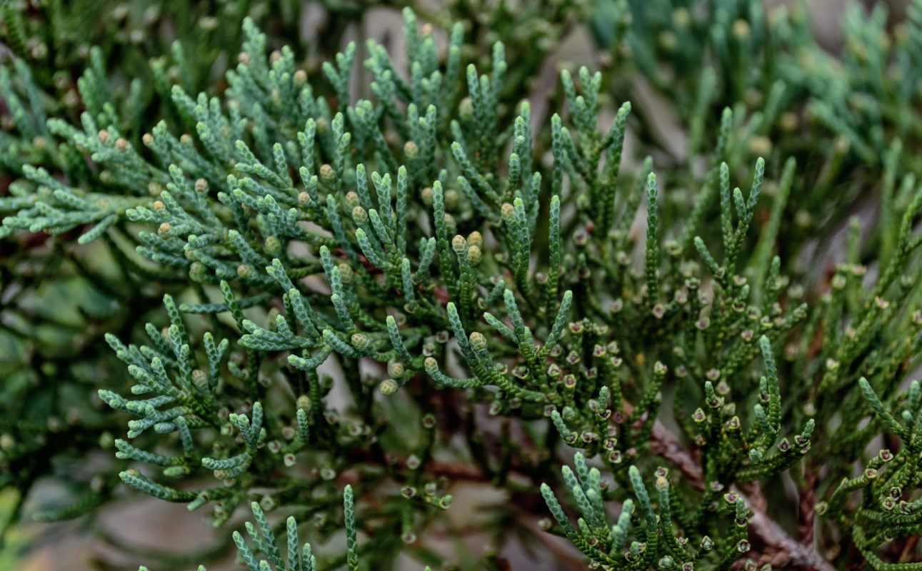 Изображение особи Juniperus sargentii.