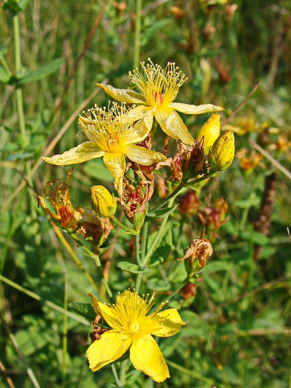 Изображение особи Hypericum attenuatum.