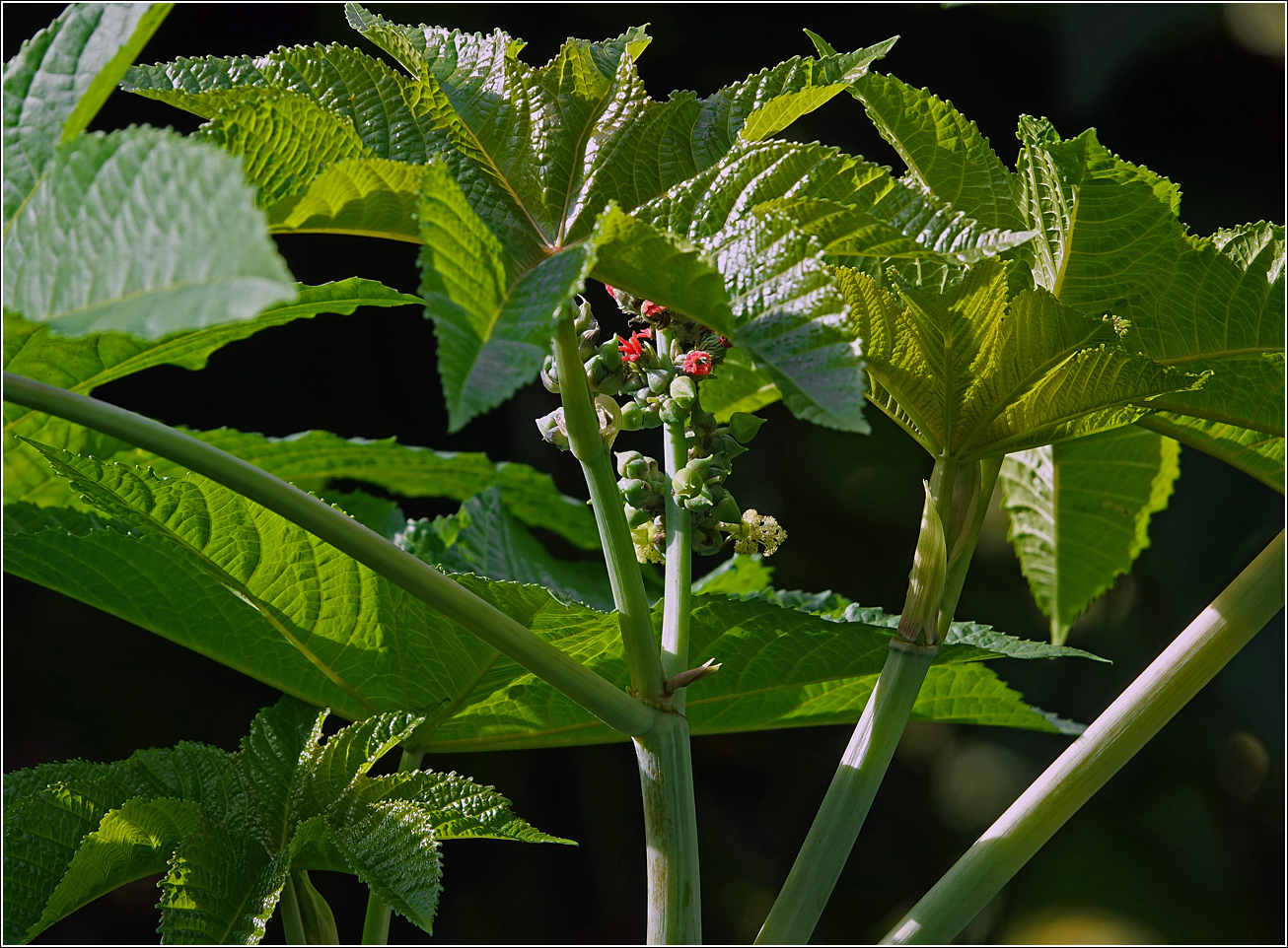 Изображение особи Ricinus communis.