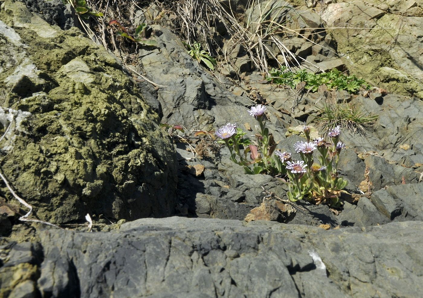 Изображение особи Aster spathulifolius.