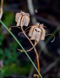 Fritillaria ruthenica. Соплодие со зрелыми вскрывающимися плодами. Оренбургская обл., Кувандыкский гор. округ, заповедник \"Шайтан-Тау\", хр. Шайтан-Тау, ≈ 500 м н.у.м., луговой склон. 06.07.2023.