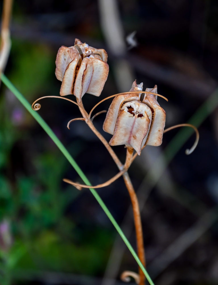 Изображение особи Fritillaria ruthenica.