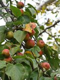 Pyrus ussuriensis. Часть ветви с плодами. Хабаровский край, окр. г. Комсомольск-на-Амуре, зарастающий пустырь. 18.09.2024.