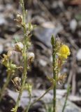 Linaria supina