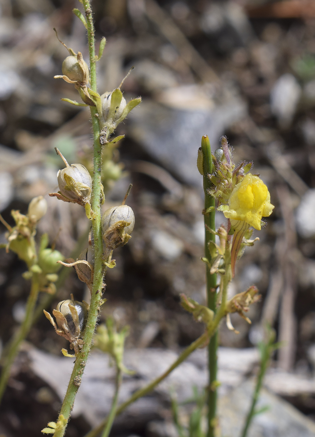 Image of Linaria supina specimen.