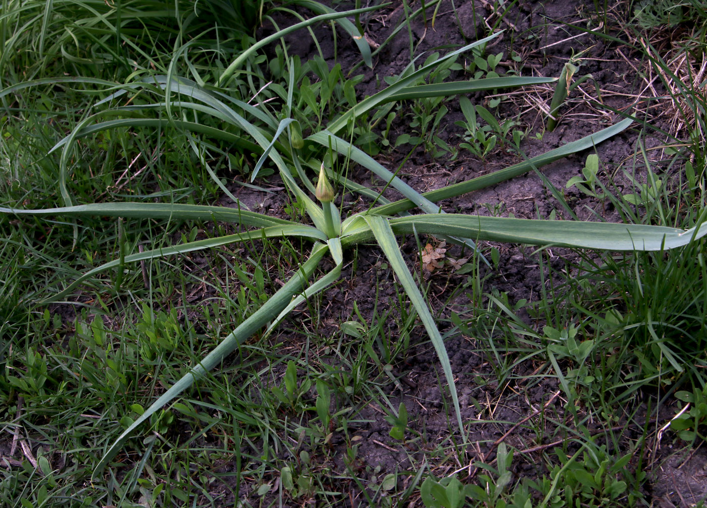 Изображение особи Allium cristophii.