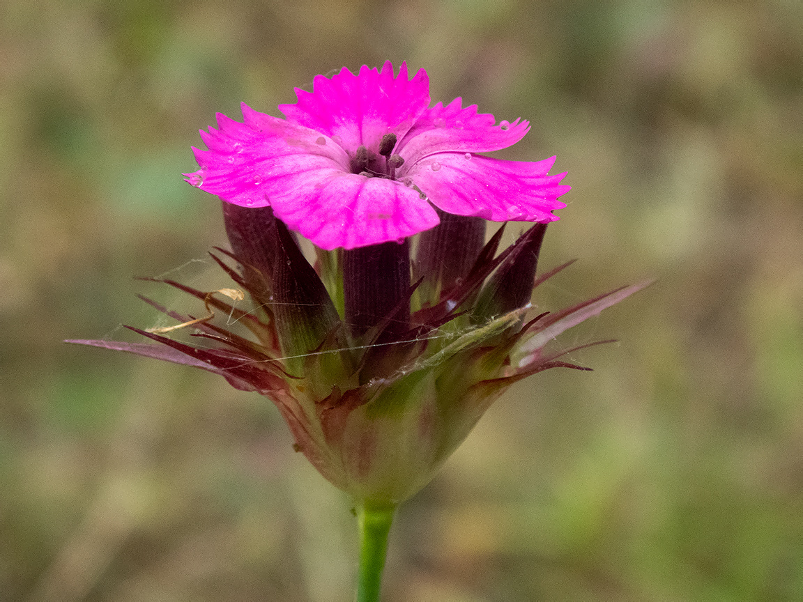 Image of Dianthus capitatus specimen.