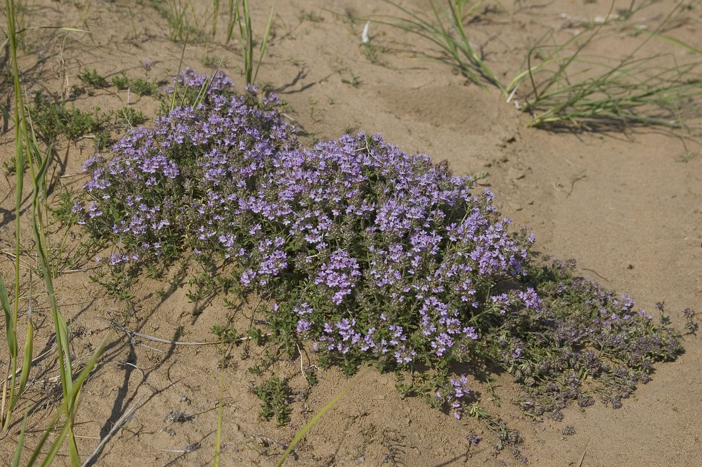 Image of Thymus dahuricus specimen.