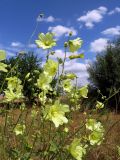 Alcea rugosa