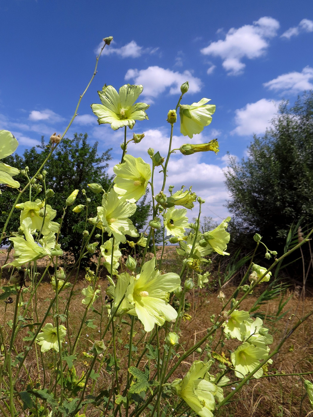 Image of Alcea rugosa specimen.