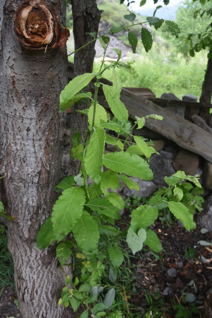 Image of Salix caprea specimen.