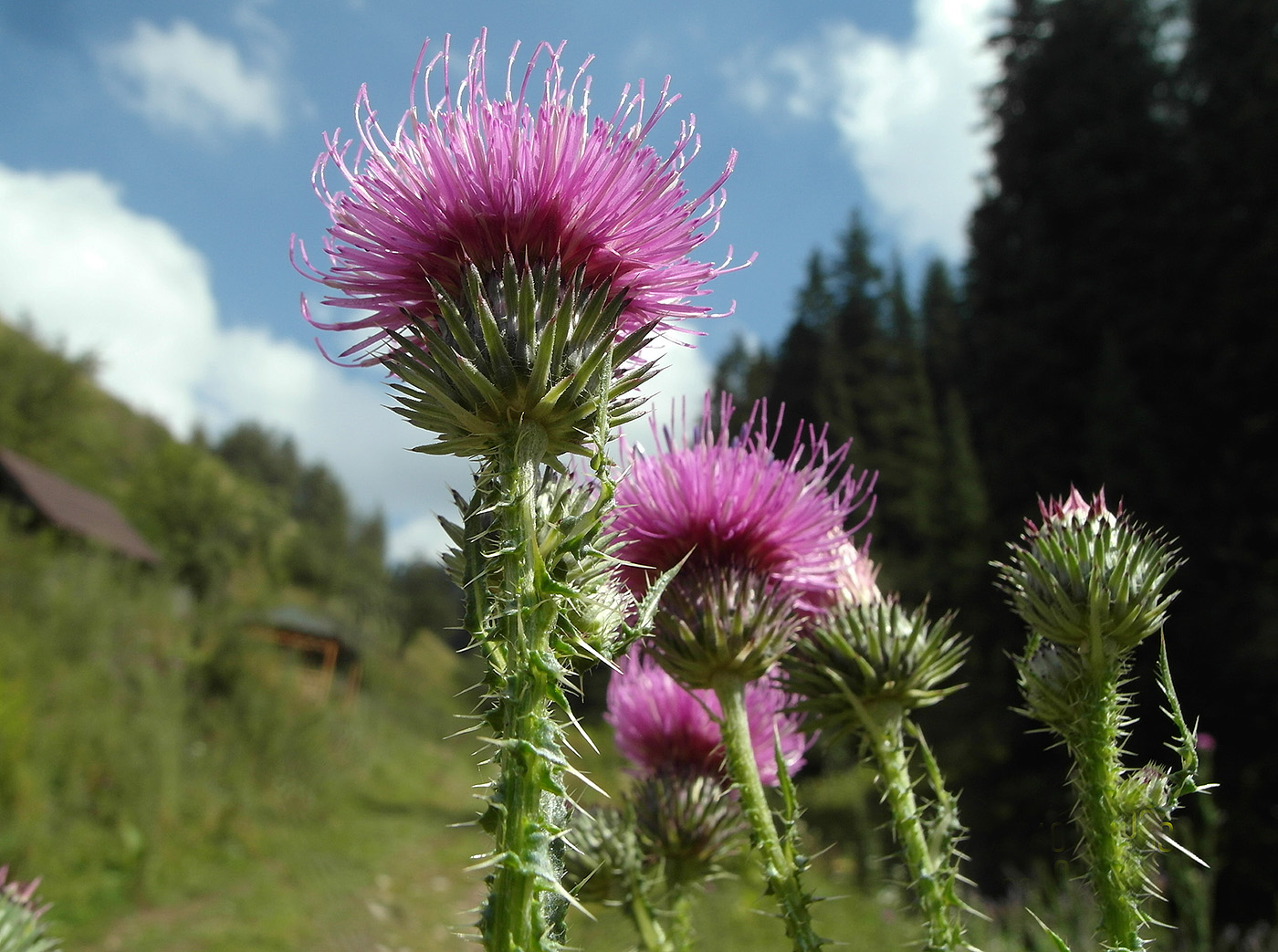 Изображение особи Carduus acanthoides.