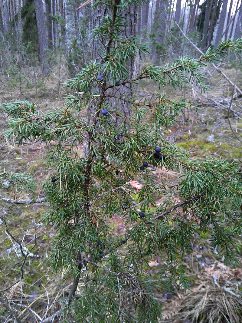 Image of Juniperus communis specimen.