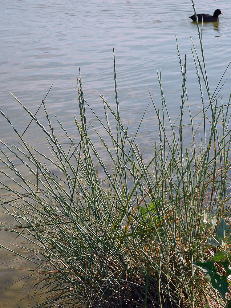 Image of Elytrigia obtusiflora specimen.