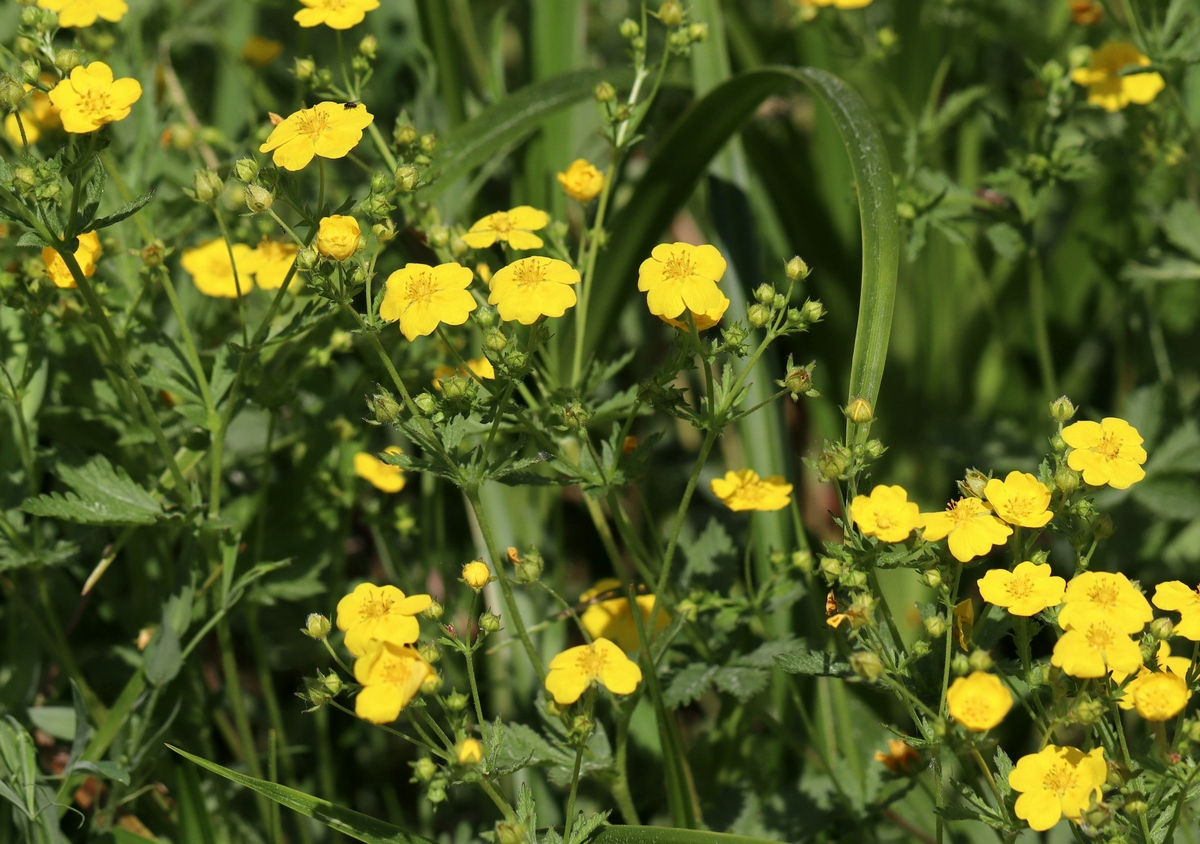 Image of Potentilla chrysantha specimen.