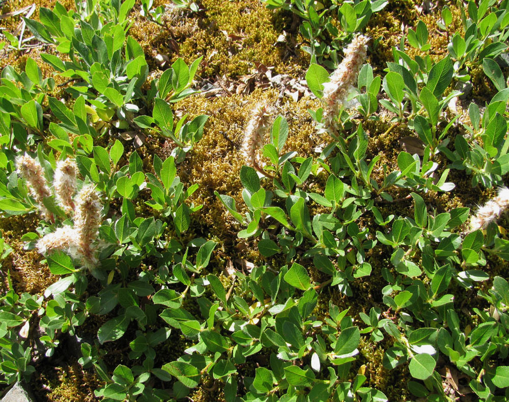 Image of genus Salix specimen.