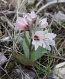 Смотреть изображение Rhinopetalum stenantherum