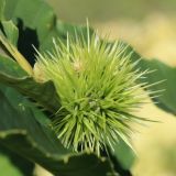 View full-size image Castanea sativa