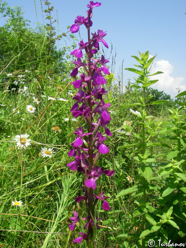 Изображение особи Anacamptis laxiflora ssp. elegans.