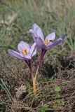 View full-size image Crocus pallasii