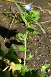 View full-size image Veronica biloba