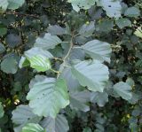 Alnus glutinosa