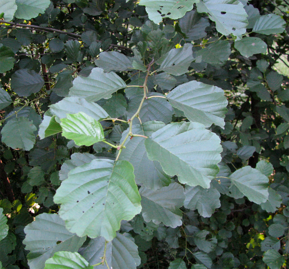 Image of Alnus glutinosa specimen.