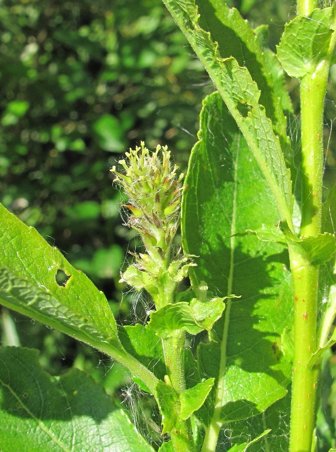 Image of Salix &times; tetrapla specimen.