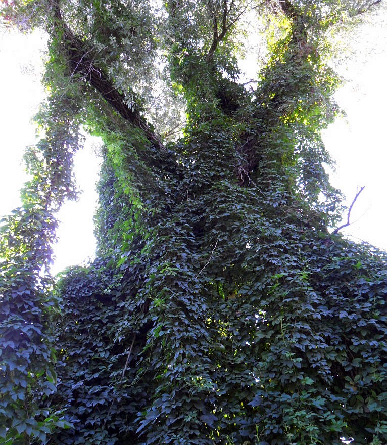 Image of Parthenocissus quinquefolia specimen.