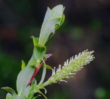 Salix × myrtoides. Побег с женским соцветием. Московская обл., Раменский р-н, окр. дер. Хрипань, окраина поля у ж/д платформы. 10.05.2011.