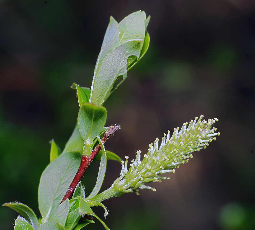 Image of Salix &times; myrtoides specimen.